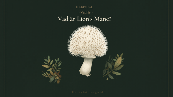 Vad är Lion's Mane? En nybörjarguide till svampen alla pratar om