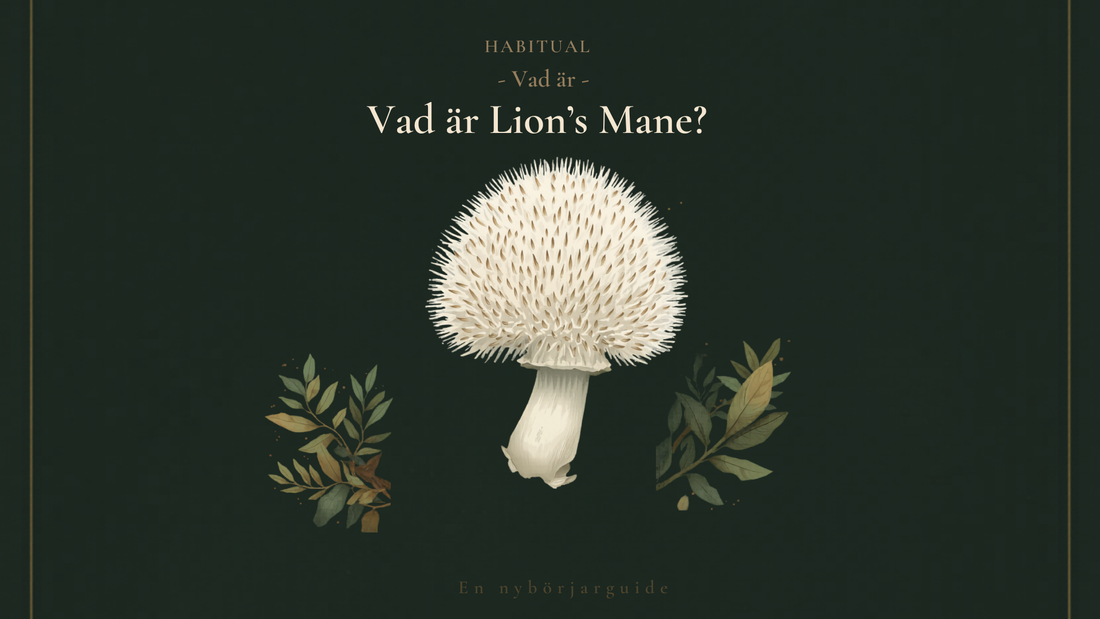 Vad är Lion's Mane? En nybörjarguide till svampen alla pratar om