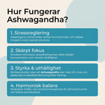 fungerar ashwagandha – stressreglering fokus styrka uthållighet harmonisk balans