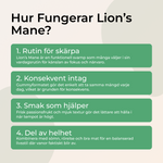 Hur fungerar Lions Mane – rutin för skärpa konsekvent intag fokus och flow i vardagen