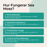 Hur fungerar Sea Moss – mineralboost sköldkörtelbalans prebiotisk mage hud immunförsvar